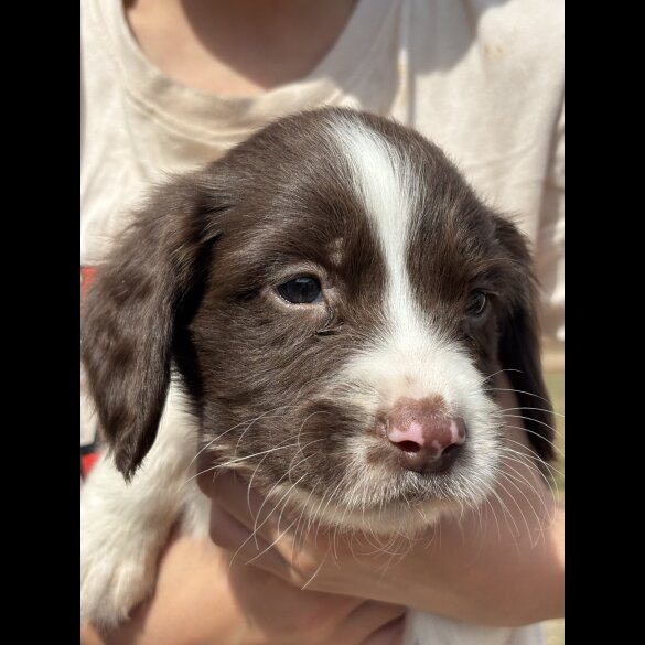 English Springer Spaniel - Both