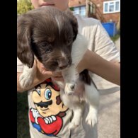 English Springer Spaniel - Both