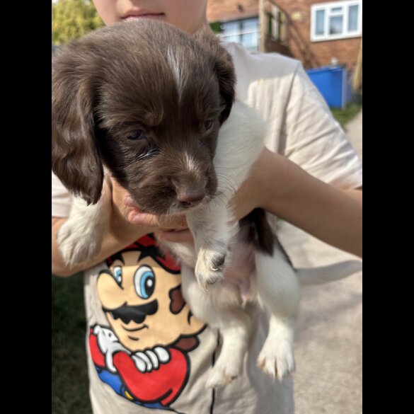 English Springer Spaniel - Both