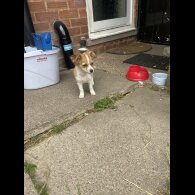 Chihuahua - Bitches