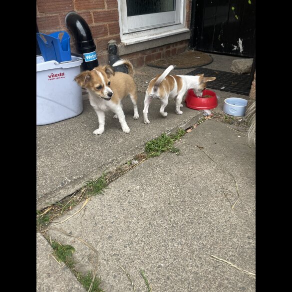 Chihuahua - Bitches