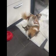 Chihuahua - Bitches