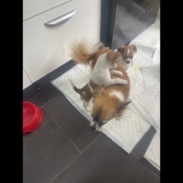 Chihuahua - Bitches
