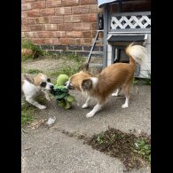 Chihuahua - Bitches