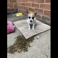 Chihuahua - Bitches