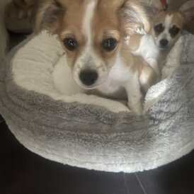 Chihuahua - Bitches