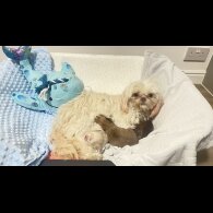 Shih Tzu - Dogs