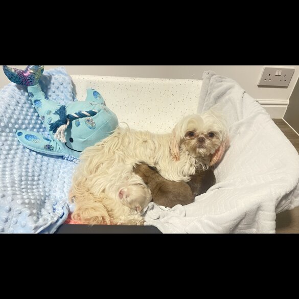Shih Tzu - Dogs