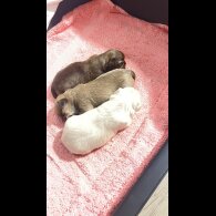 Shih Tzu - Dogs