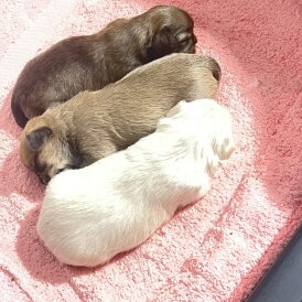 Shih Tzu - Dogs
