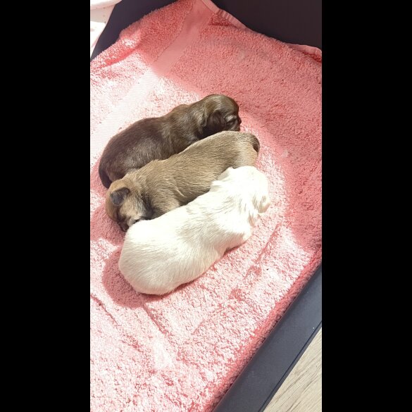 Shih Tzu - Dogs