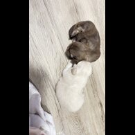 Shih Tzu - Dogs