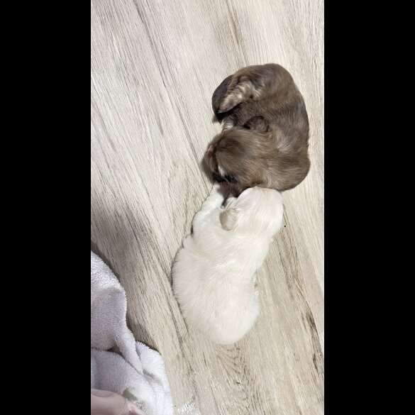 Shih Tzu - Dogs