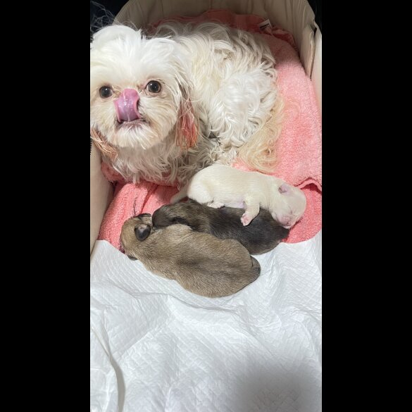 Shih Tzu - Dogs
