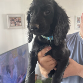 Cockapoo - Both