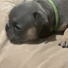 French Bulldog - Both