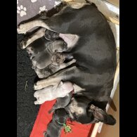 French Bulldog - Both