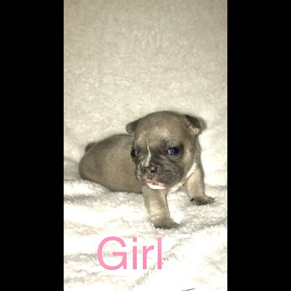 French Bulldog - Both