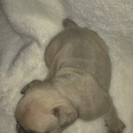 French Bulldog - Both