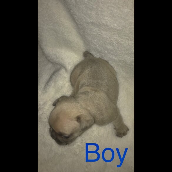 French Bulldog - Both