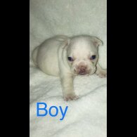 French Bulldog - Both