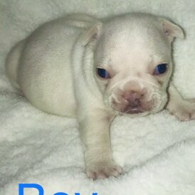French Bulldog - Both