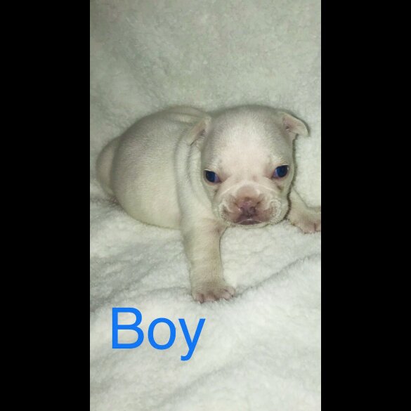 French Bulldog - Both