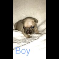 French Bulldog - Both