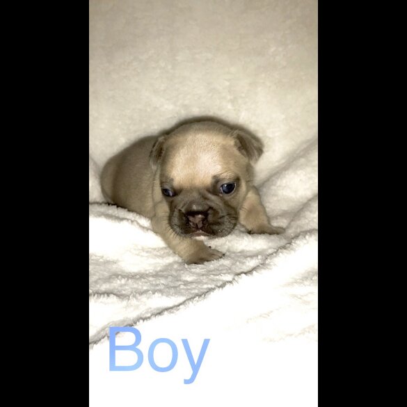 French Bulldog - Both