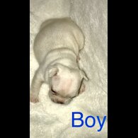 French Bulldog - Both