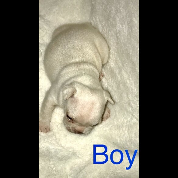 French Bulldog - Both