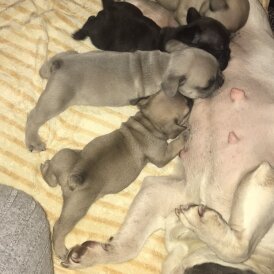 French Bulldog - Both