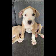 American Bulldog - Both
