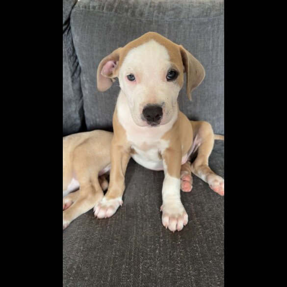 American Bulldog - Both