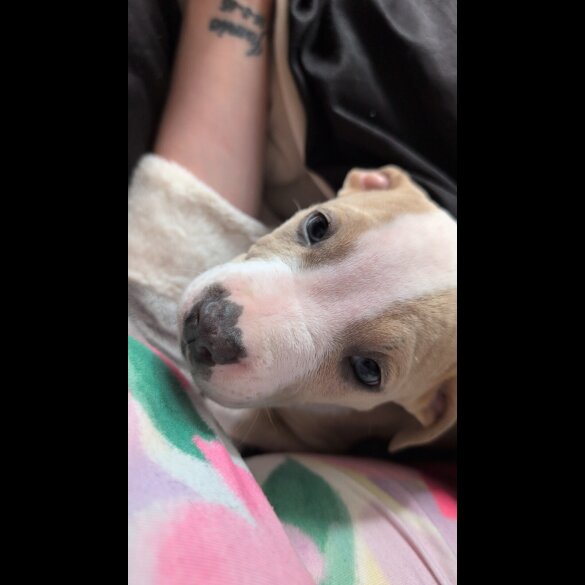 American Bulldog - Both