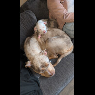 American Bulldog - Both