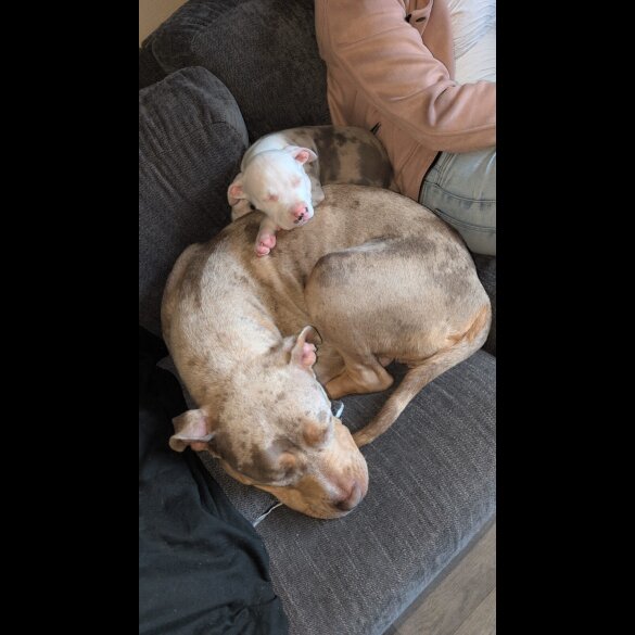 American Bulldog - Both