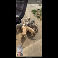 American Bulldog - Both