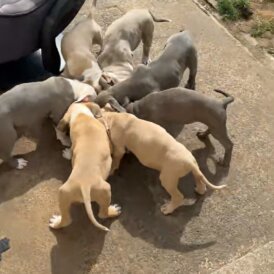 American Bulldog - Both