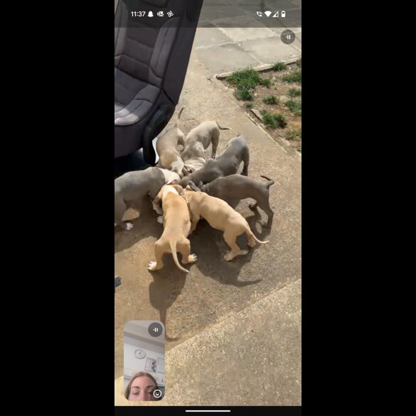 American Bulldog - Both