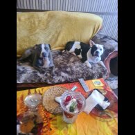 Staffordshire Bull Terrier - Bitches