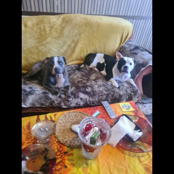 Staffordshire Bull Terrier - Bitches