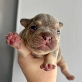 French Bulldog - Both