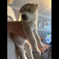 Siberian Husky - Both