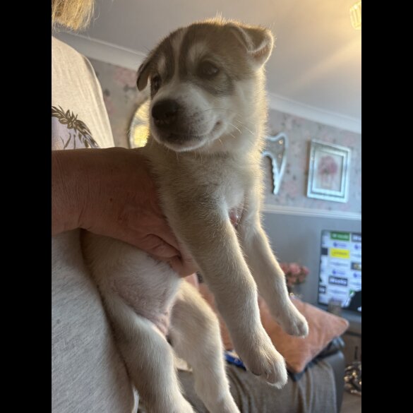 Siberian Husky - Both