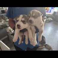 Siberian Husky - Both