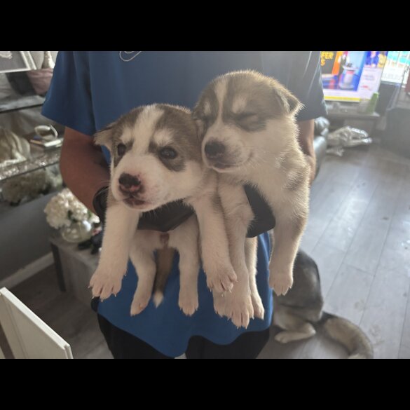 Siberian Husky - Both