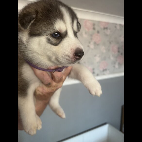 Siberian Husky - Both