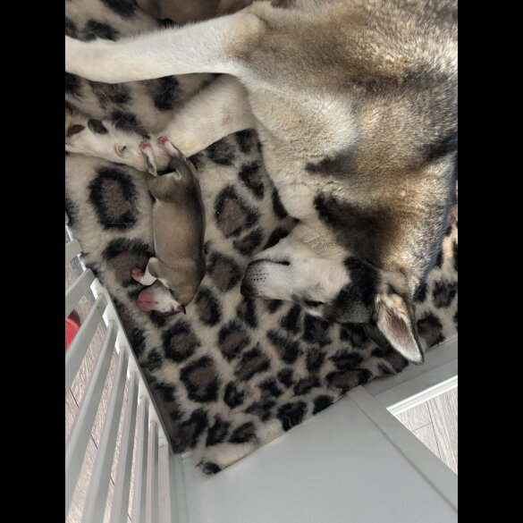 Siberian Husky - Both
