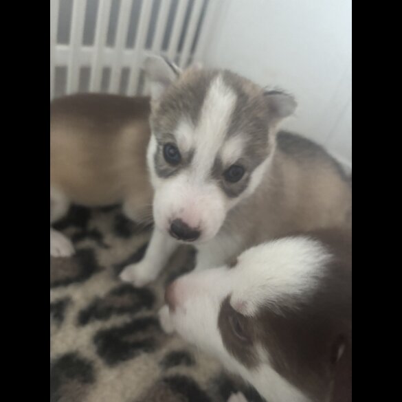 Siberian Husky - Both